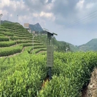 自動蟲情測報燈在智慧農業(yè)中的作用