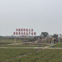 湖北省荊門市沙洋縣張池村智慧農(nóng)業(yè)項(xiàng)目施工現(xiàn)場(chǎng)